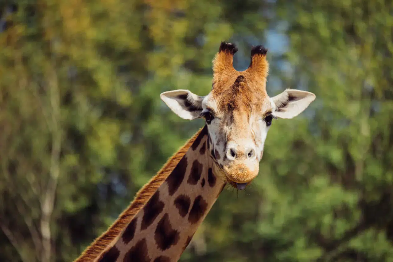 Afrika'da kaç zürafa türü var? Yeni yapılan çalışmalara göre sayı kaça katlandı? 2