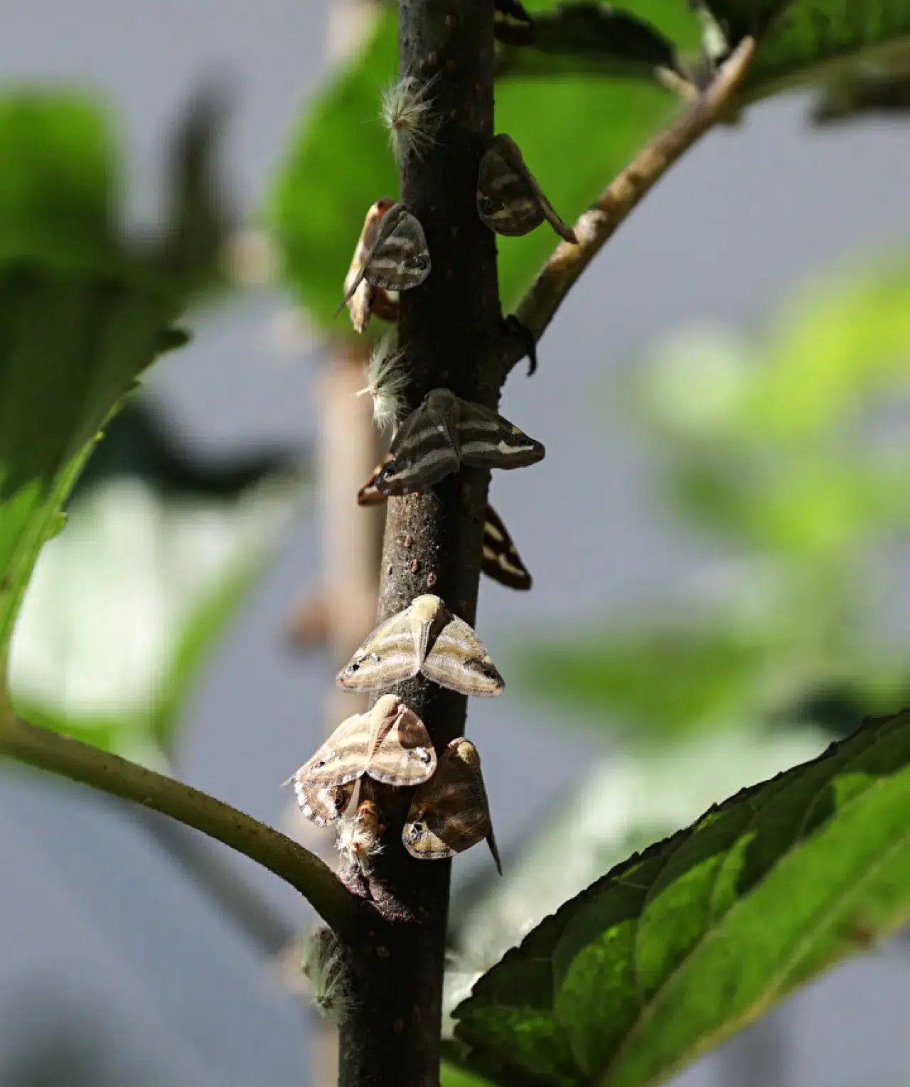Vampir kelebekler Rize'yi işgal altına aldı! 4