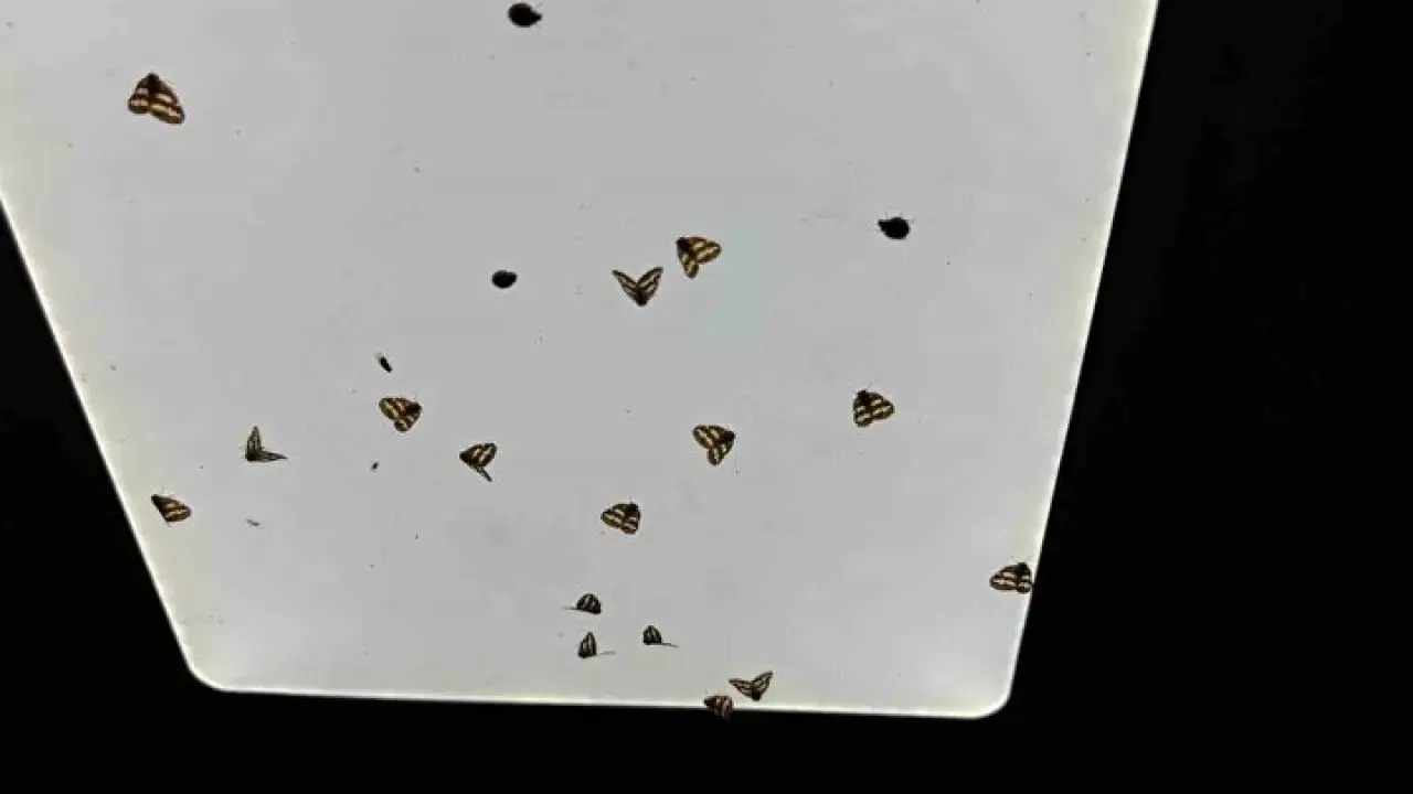 Vampir kelebekler Rize'yi işgal altına aldı! 3