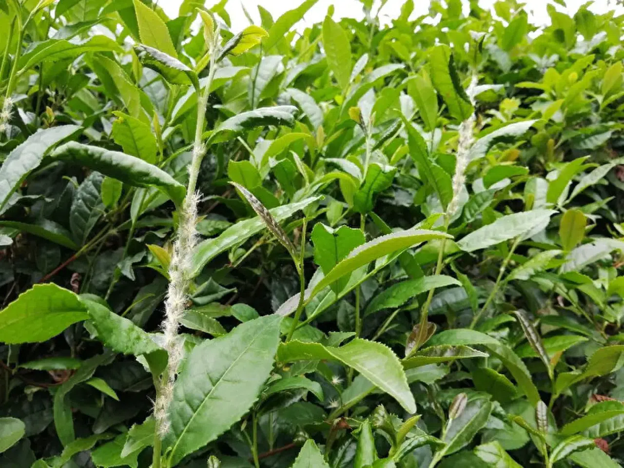 Vampir kelebekler Rize'yi işgal altına aldı! 1