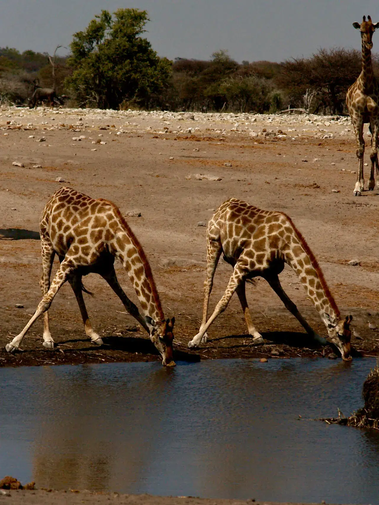 Afrika'da kaç zürafa türü var? Yeni yapılan çalışmalara göre sayı kaça katlandı? 6