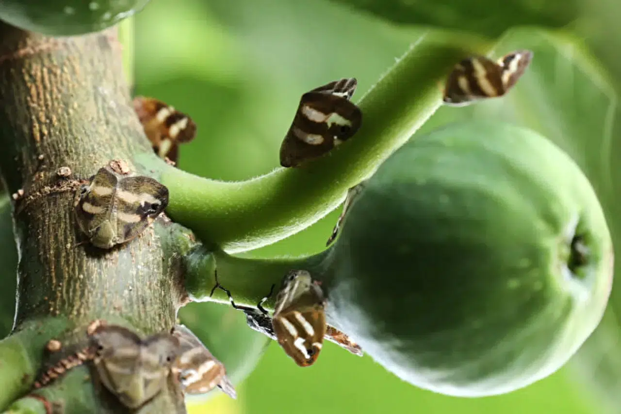 Vampir kelebekler Rize'yi işgal altına aldı! 5
