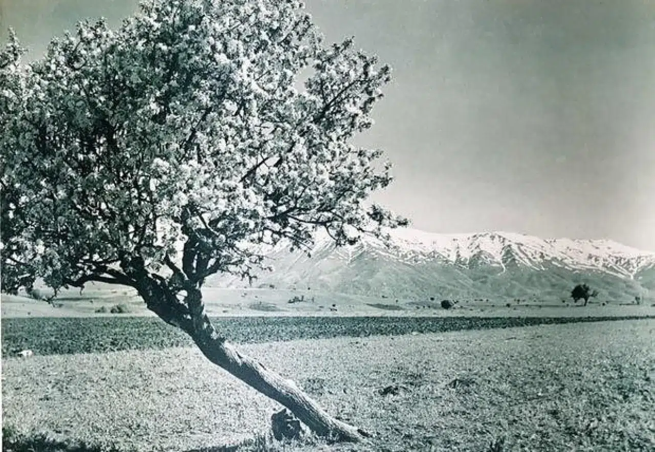1936’da Atatürk’ün gözüyle Türkiye: 20 efsane fotoğraf 12