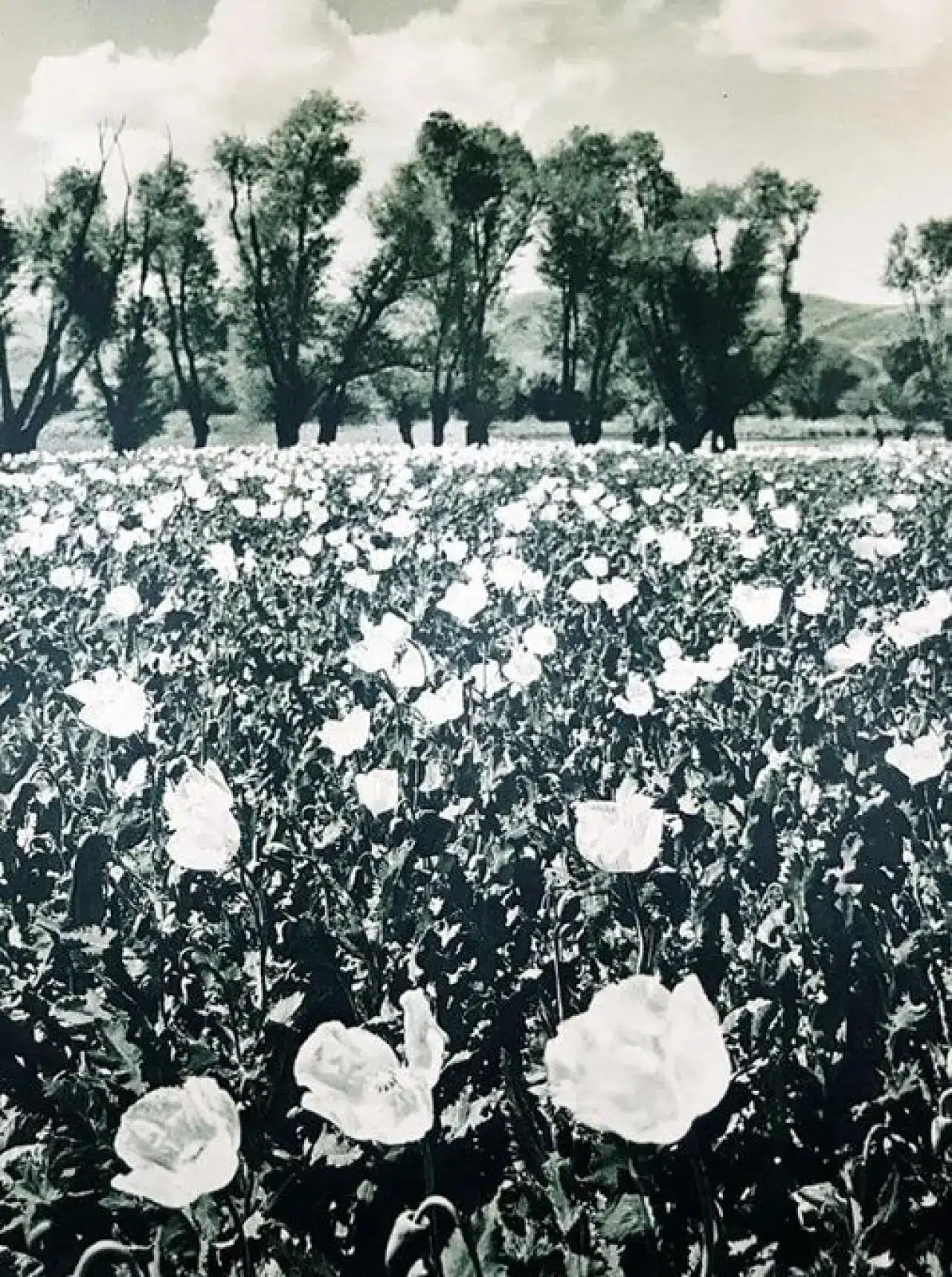 1936’da Atatürk’ün gözüyle Türkiye: 20 efsane fotoğraf 16