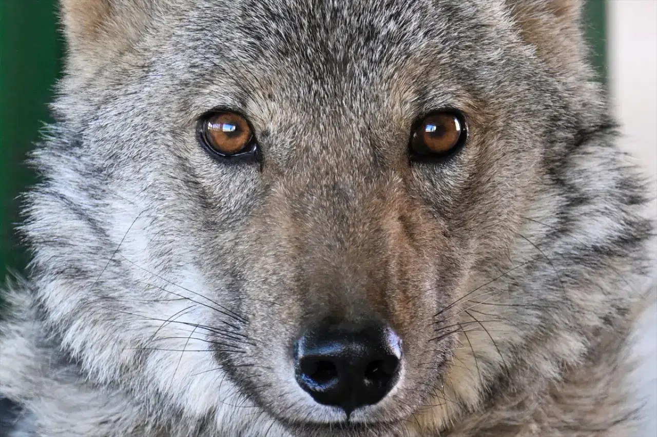 Van'da zincirle alıkonulan kurt, üniversite tarafından koruma altına aldı 2