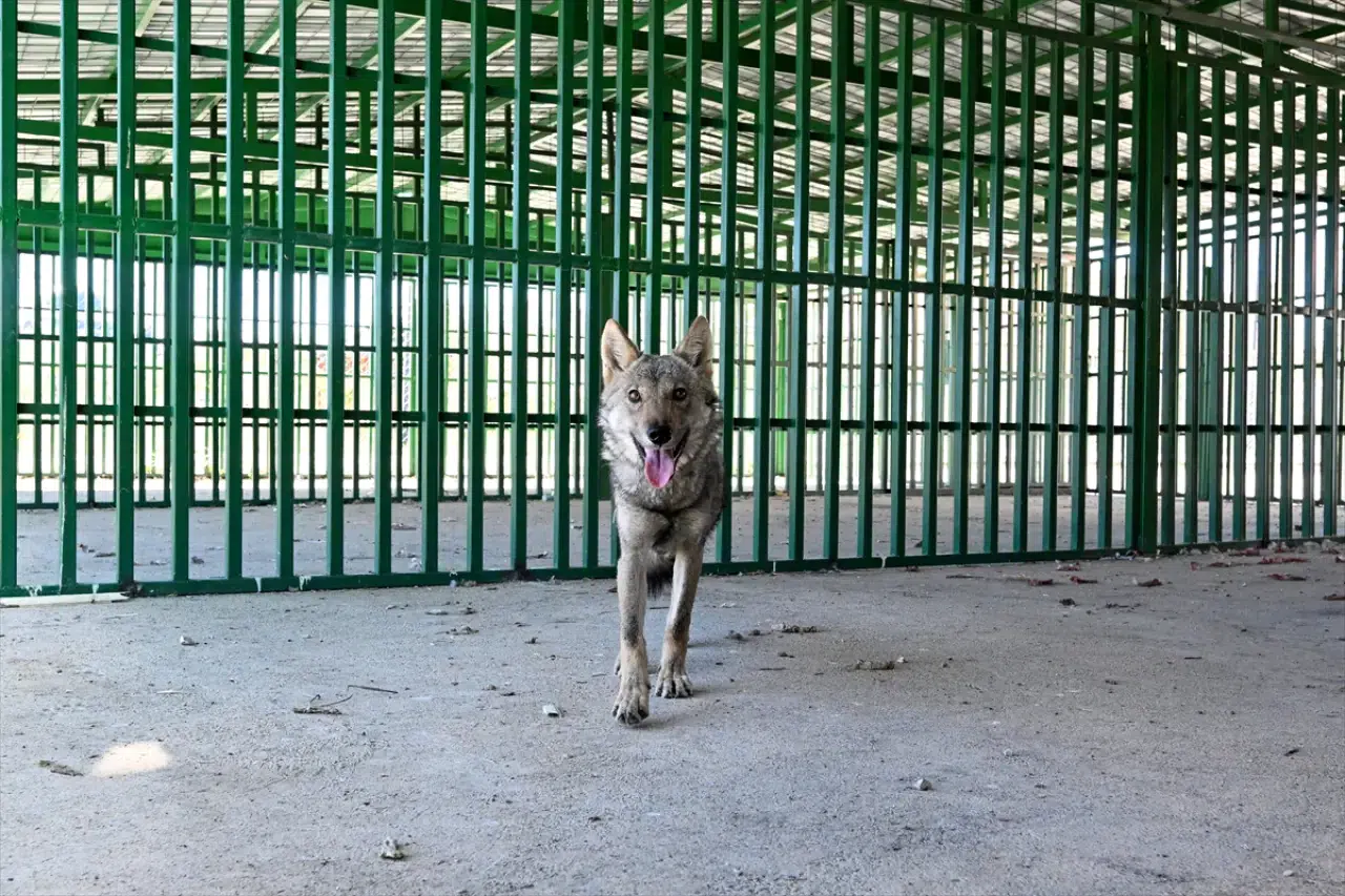 Van'da zincirle alıkonulan kurt, üniversite tarafından koruma altına aldı 4