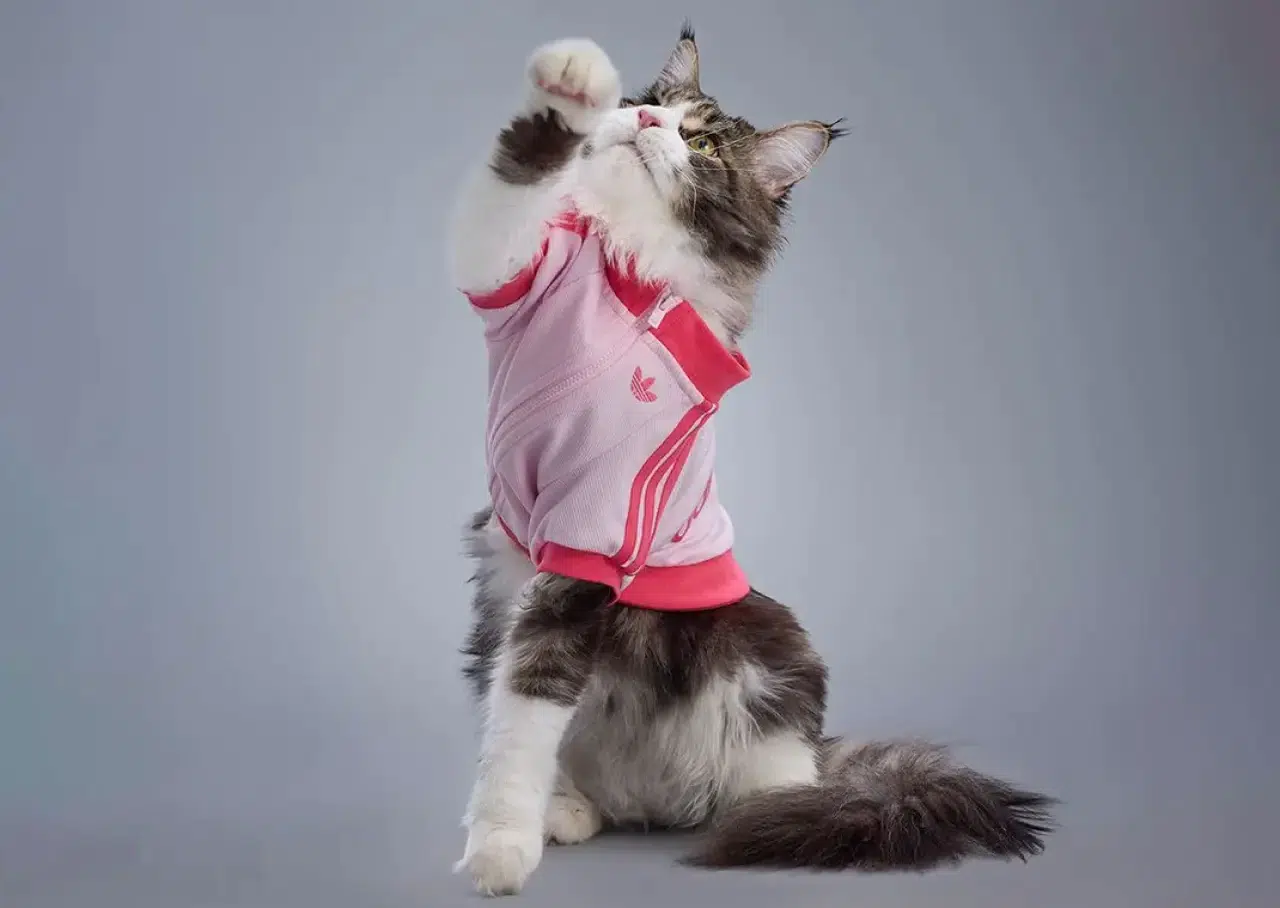 Adidas'tan evcil hayvanlara özel koleksiyon 10
