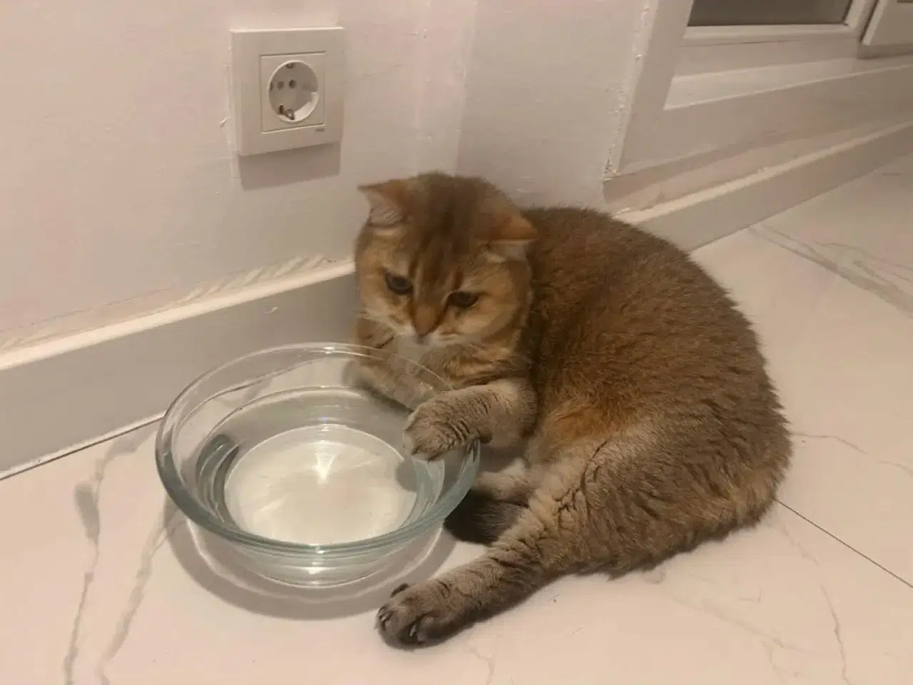 Takıntılı kedi 'Artas' antidepresana başladı 4