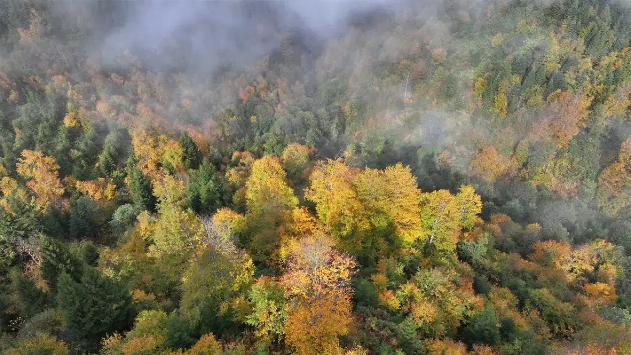 Trabzon'un yüksek kesimleri sonbahar renkleriyle büyülüyor 2