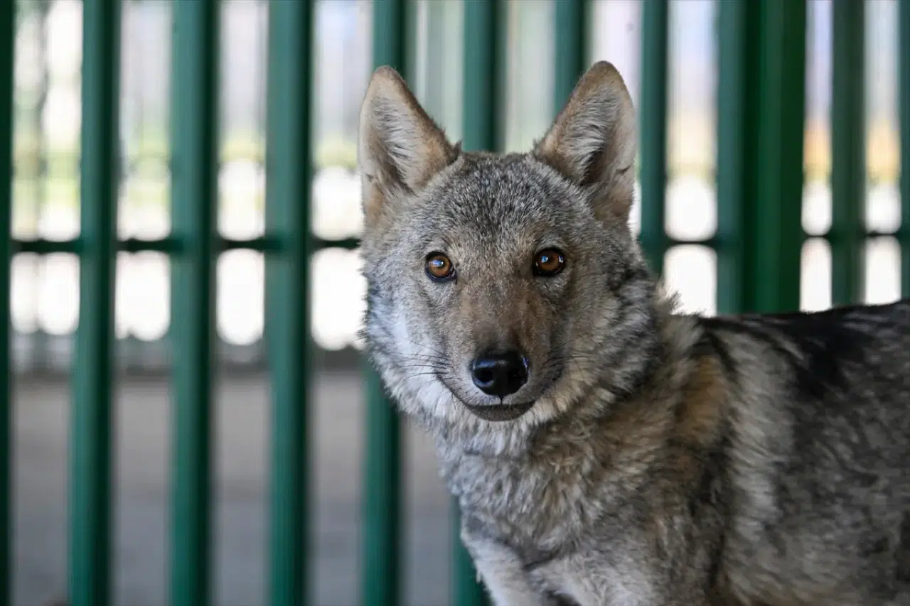 Van'da zincirle alıkonulan kurt, üniversite tarafından koruma altına aldı 5