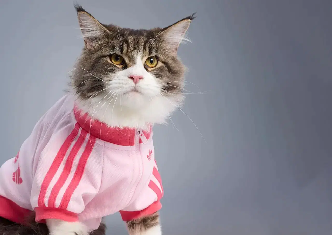 Adidas'tan evcil hayvanlara özel koleksiyon 4