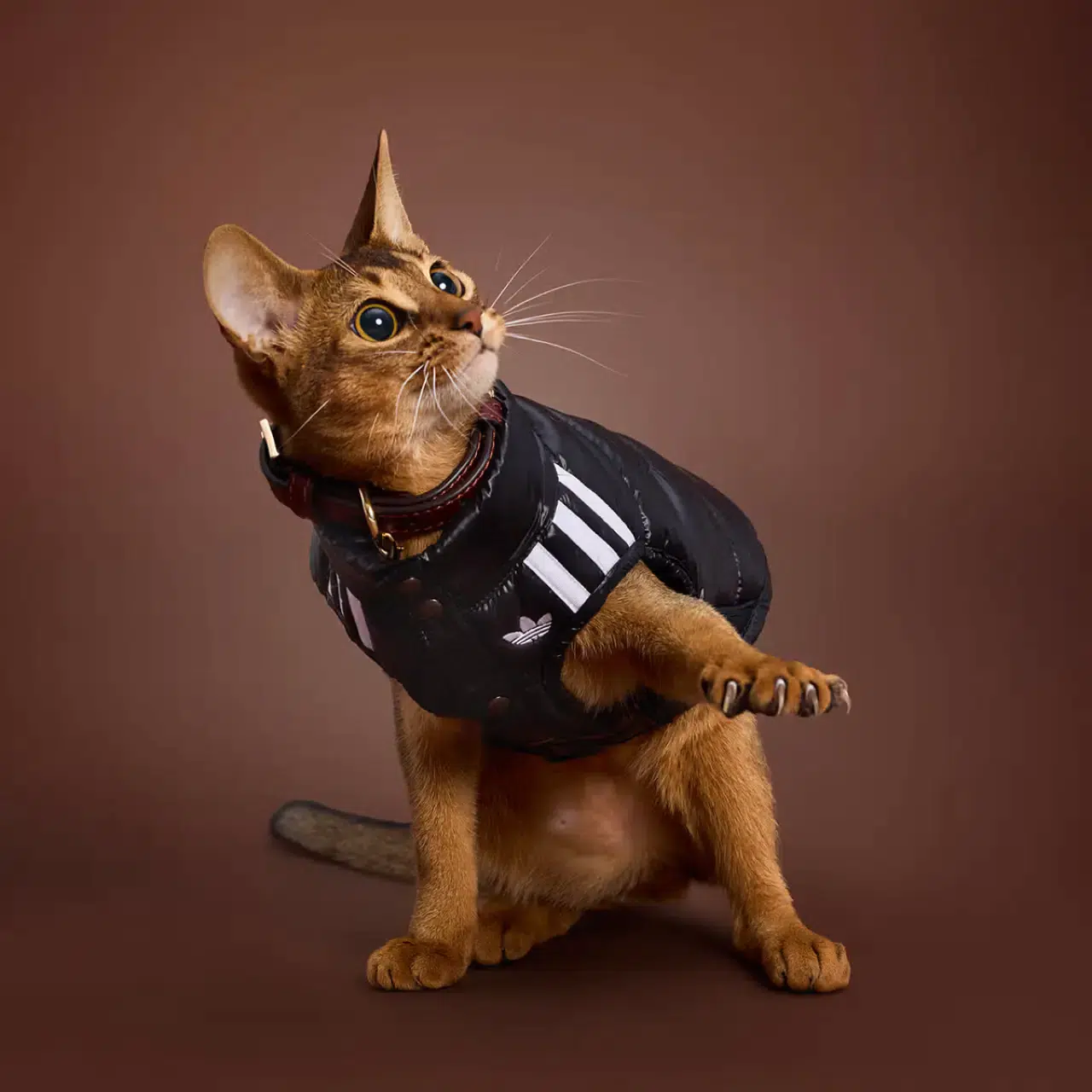 Adidas'tan evcil hayvanlara özel koleksiyon 8