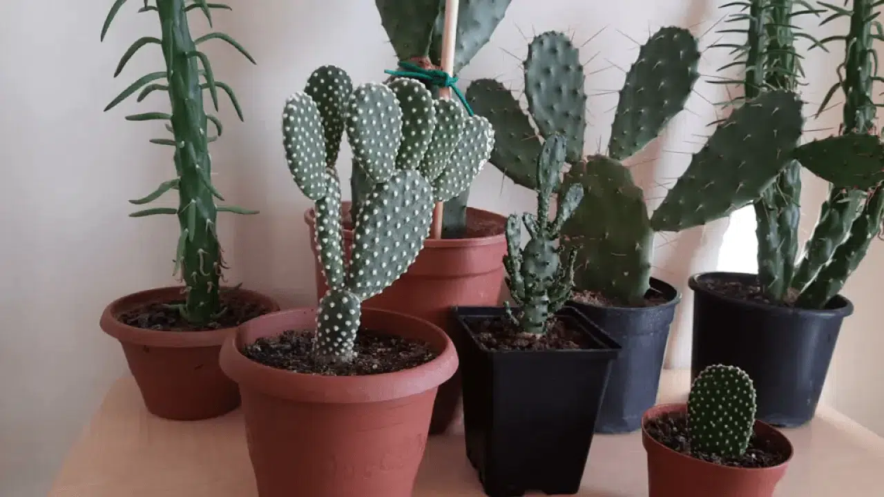 Evi negatif enerji ve nazara karşı koruyan 6 bitki 4