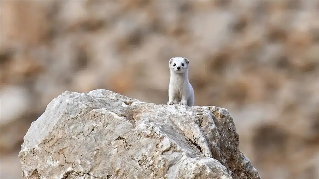 Van'da nesli koruma altında olan, dünya tatlı beyaz gelincik görüntülendi 6