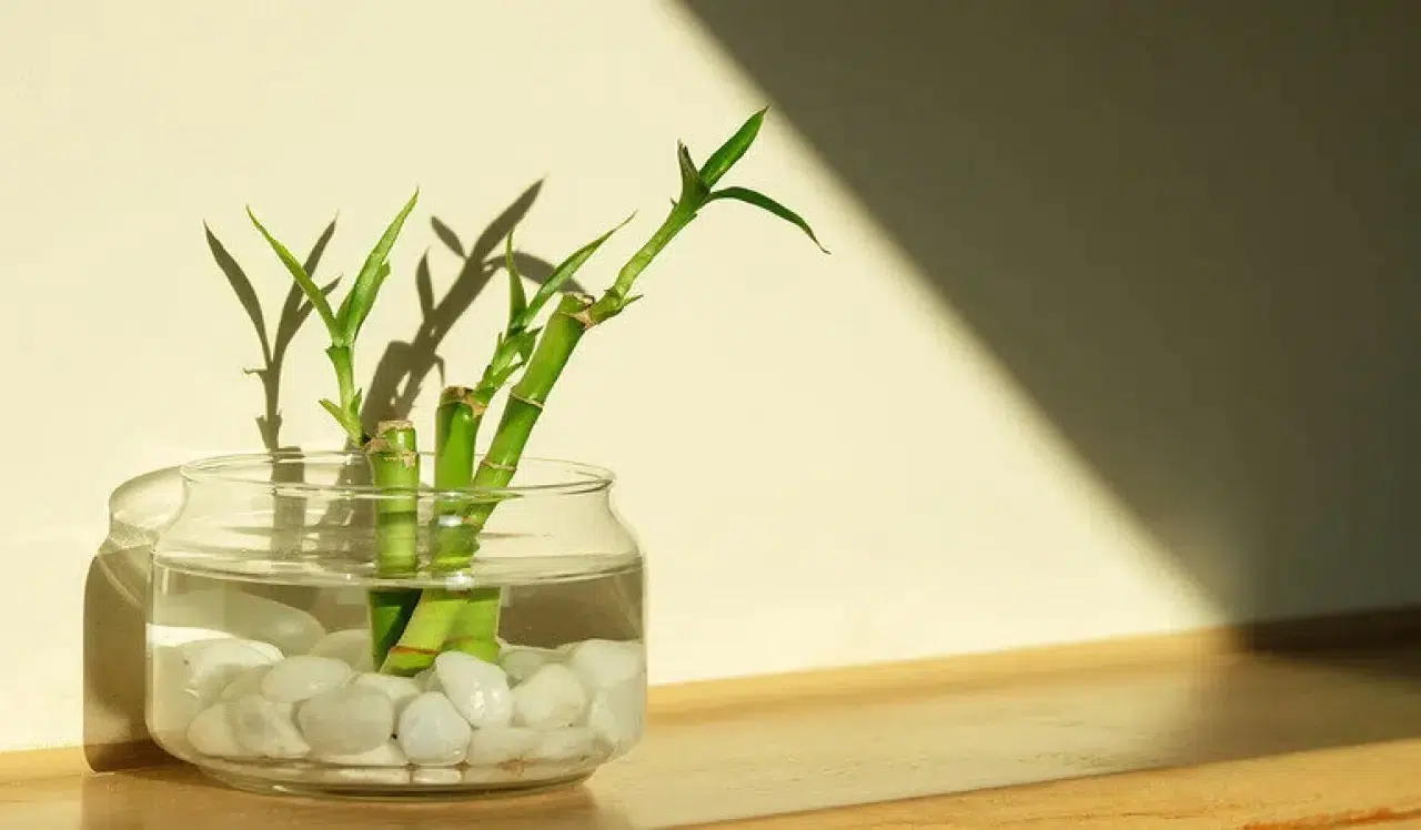 Evi negatif enerji ve nazara karşı koruyan 6 bitki 6