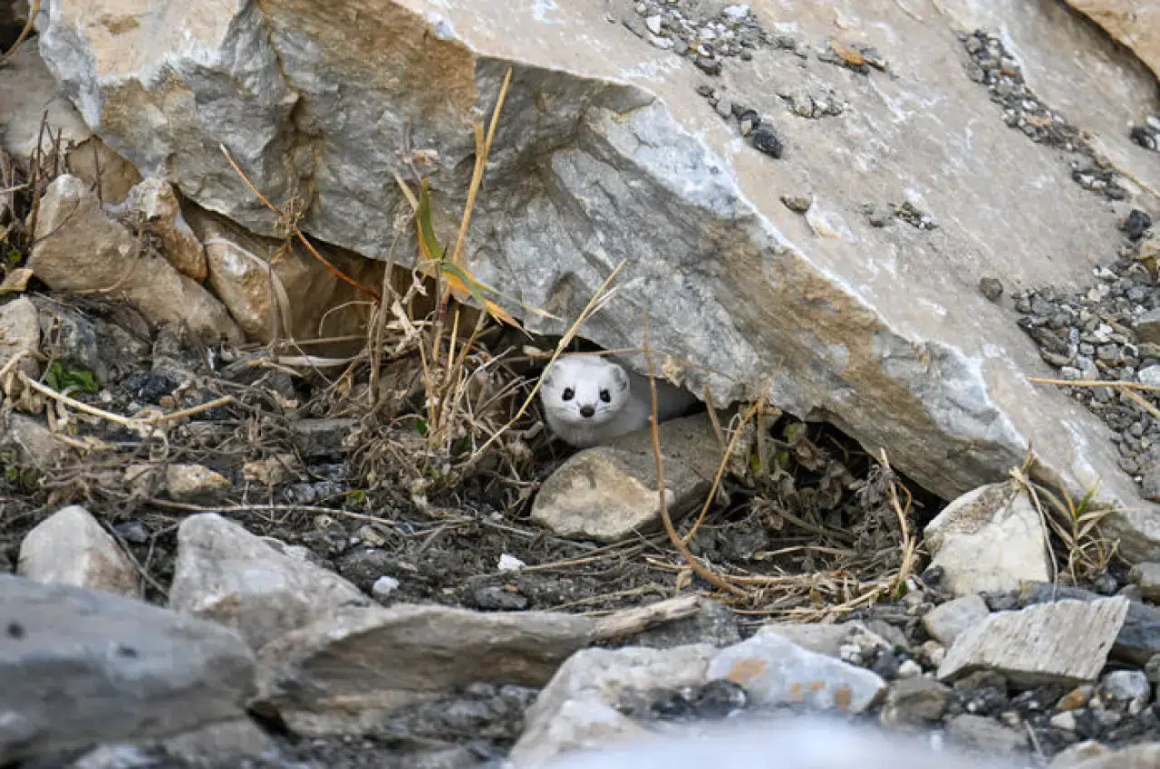 Van'da nesli koruma altında olan, dünya tatlı beyaz gelincik görüntülendi 4