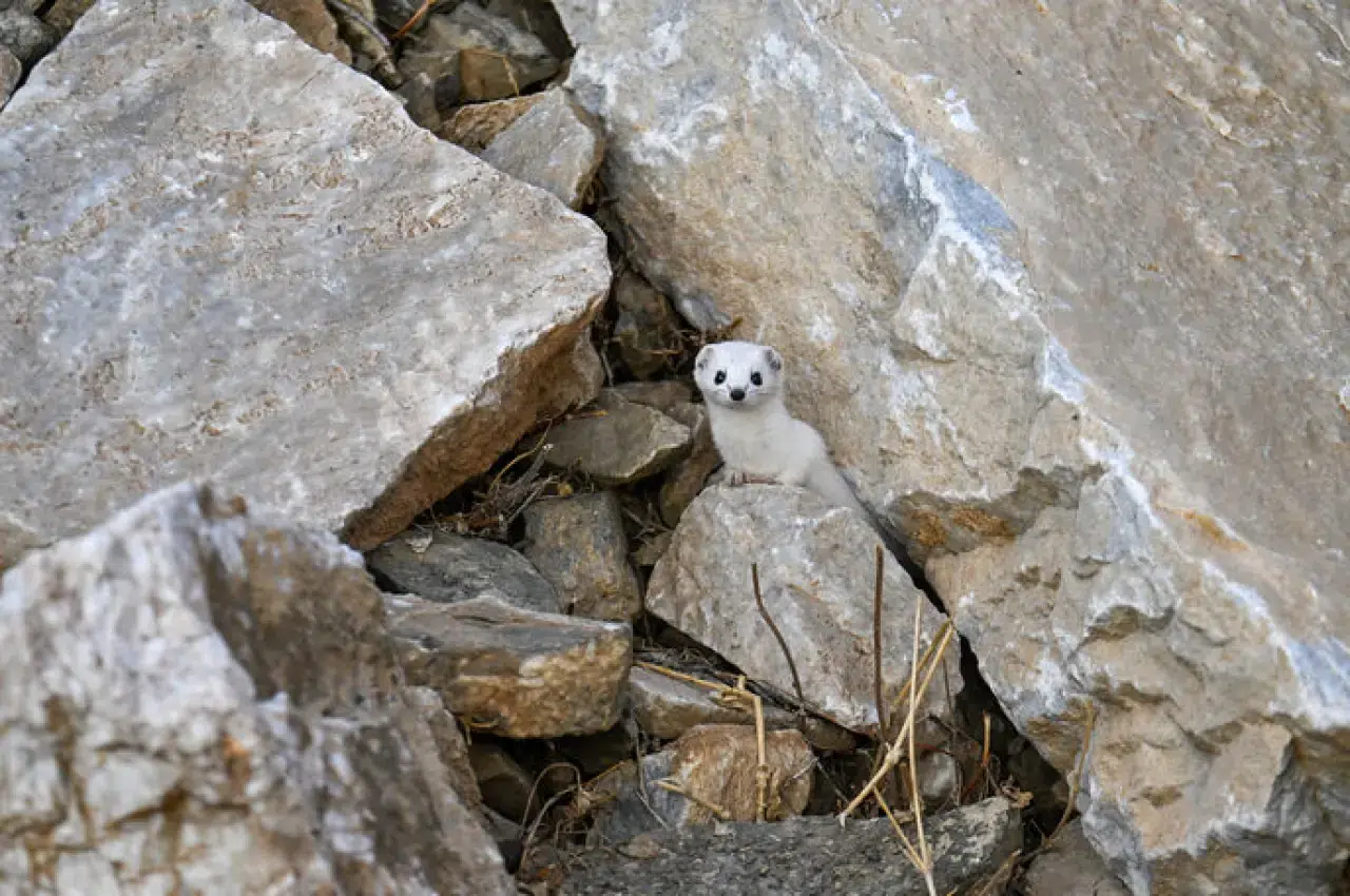 Van'da nesli koruma altında olan, dünya tatlı beyaz gelincik görüntülendi 3