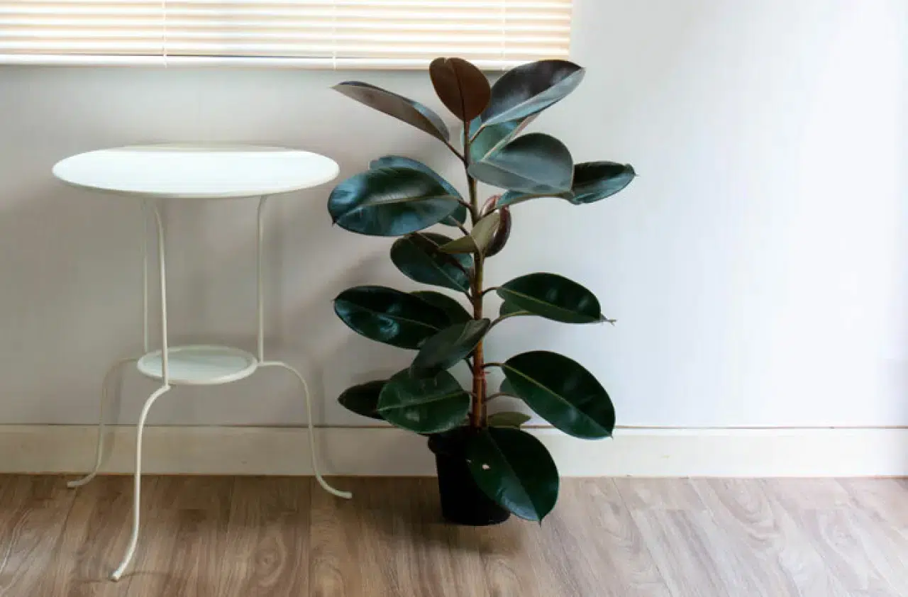 Evi negatif enerji ve nazara karşı koruyan 6 bitki 7