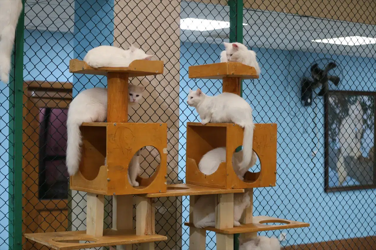 Kedi Villası'nda bereketli yıl: Koruma altındaki Van kedileri bu yıl 120 yavru doğurdu 10