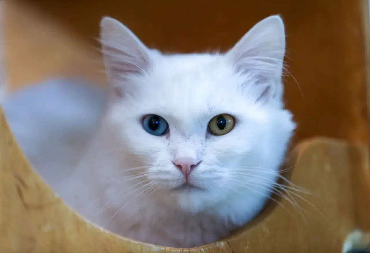 Kedi Villası'nda bereketli yıl: Koruma altındaki Van kedileri bu yıl 120 yavru doğurdu 9