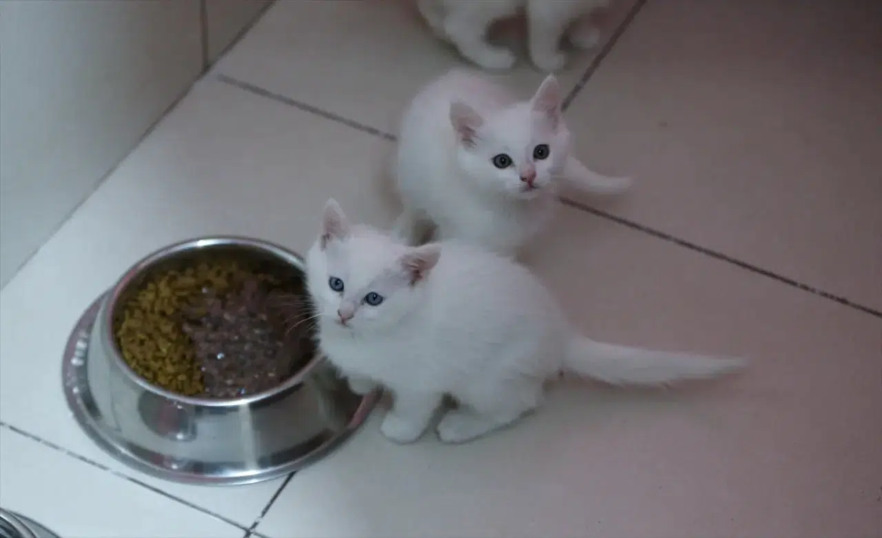 Kedi Villası'nda bereketli yıl: Koruma altındaki Van kedileri bu yıl 120 yavru doğurdu 1