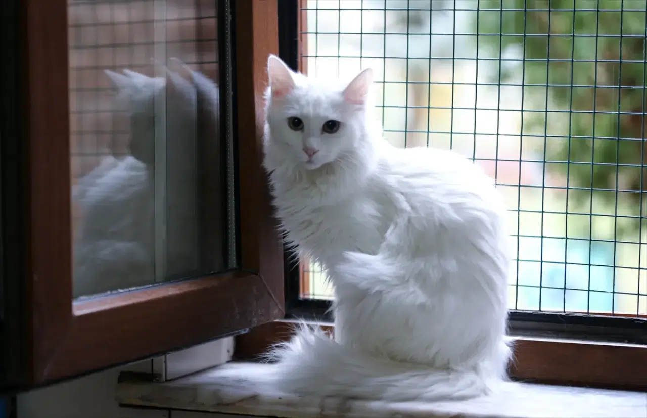 Kedi Villası'nda bereketli yıl: Koruma altındaki Van kedileri bu yıl 120 yavru doğurdu 5