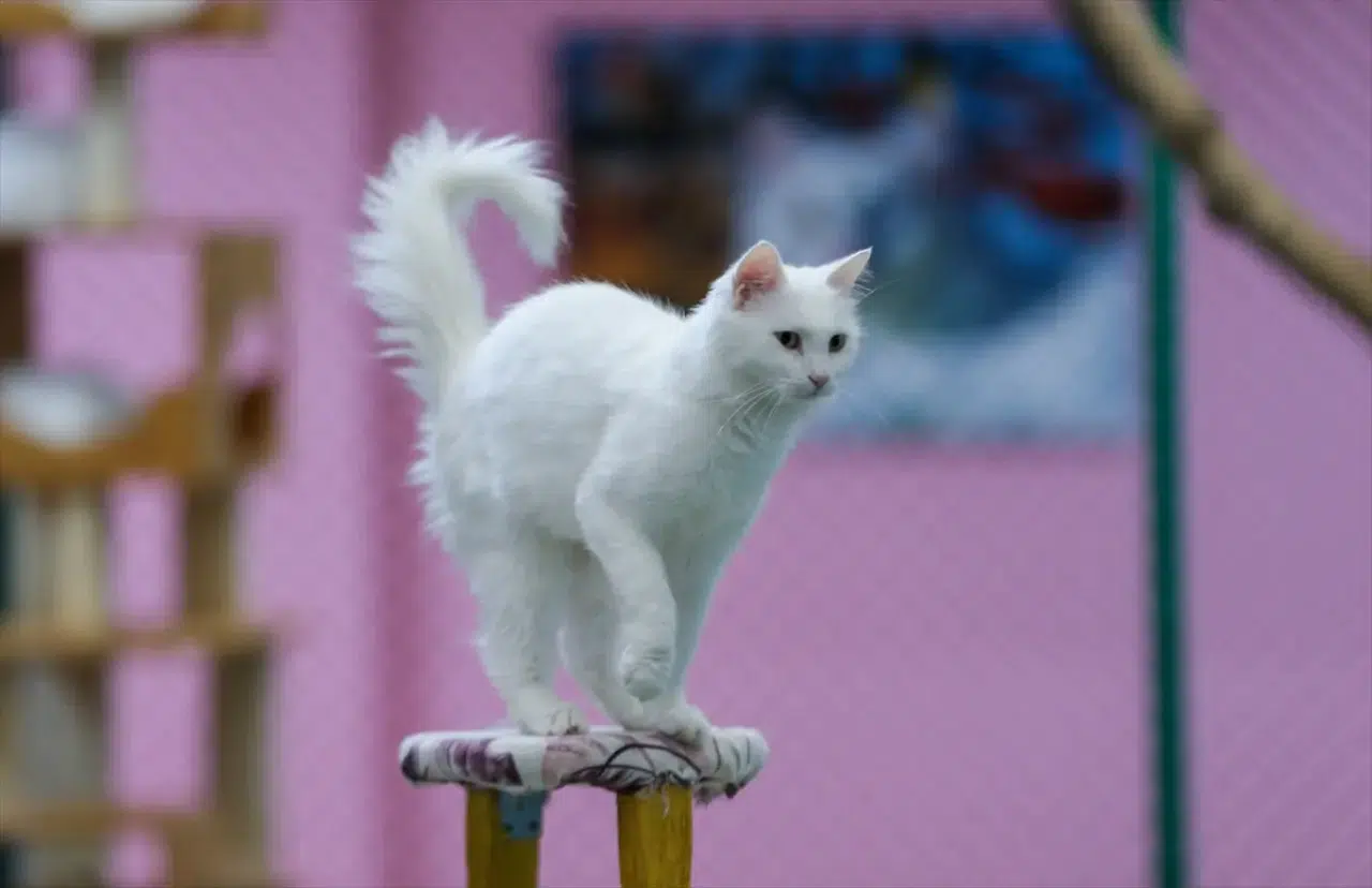 Kedi Villası'nda bereketli yıl: Koruma altındaki Van kedileri bu yıl 120 yavru doğurdu 11