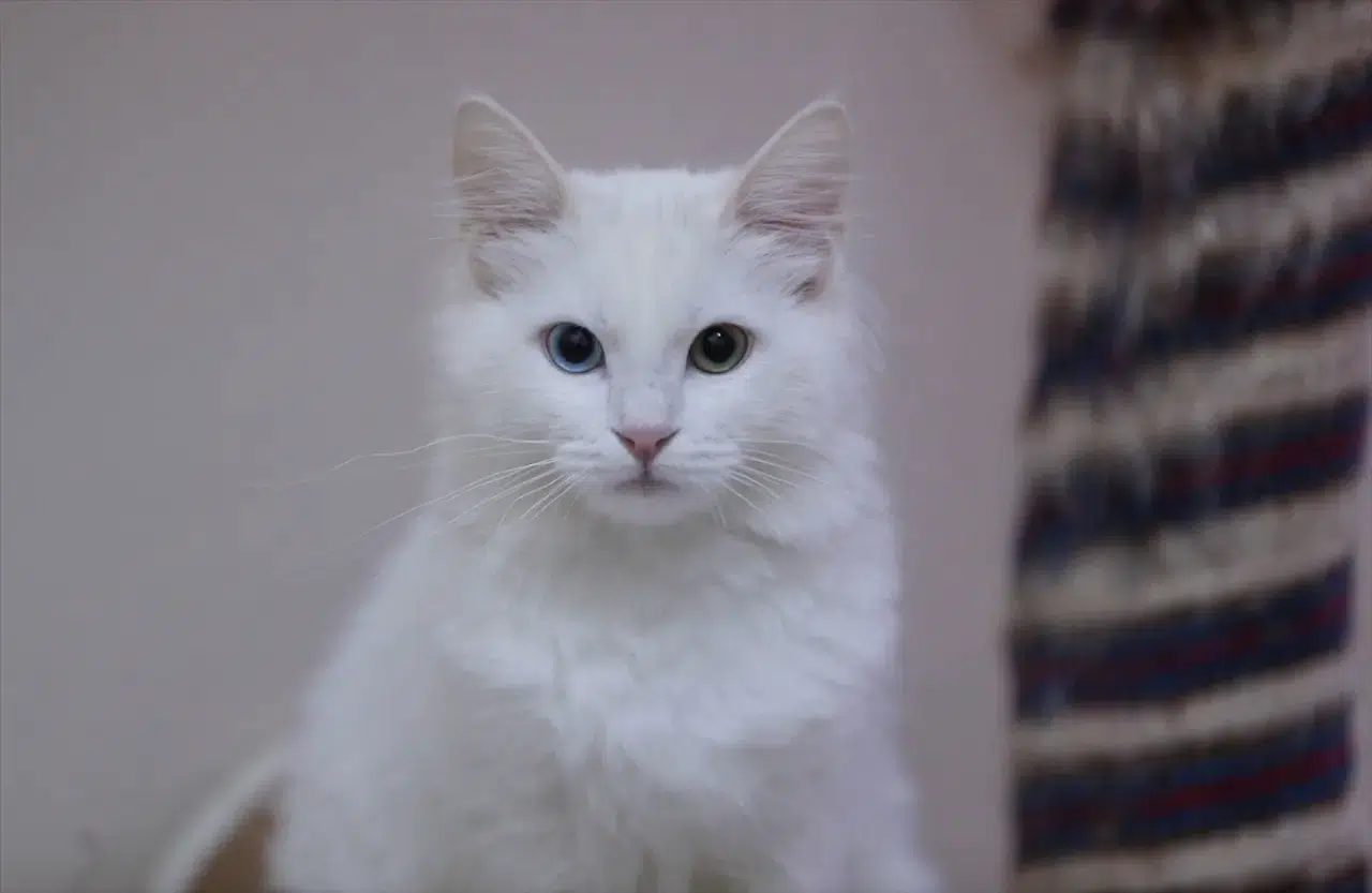 Kedi Villası'nda bereketli yıl: Koruma altındaki Van kedileri bu yıl 120 yavru doğurdu 6