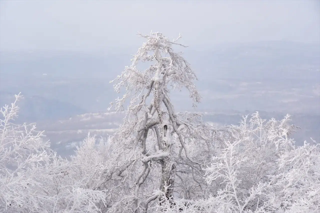 Istranca Ormanları'nda bir kış masalı: Beyaz örtü büyüledi 7