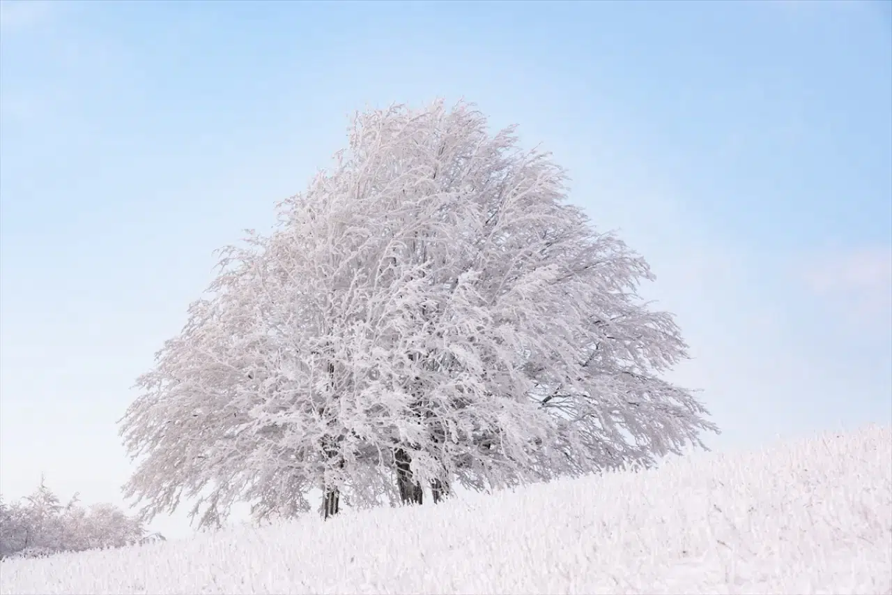 Istranca Ormanları'nda bir kış masalı: Beyaz örtü büyüledi 4