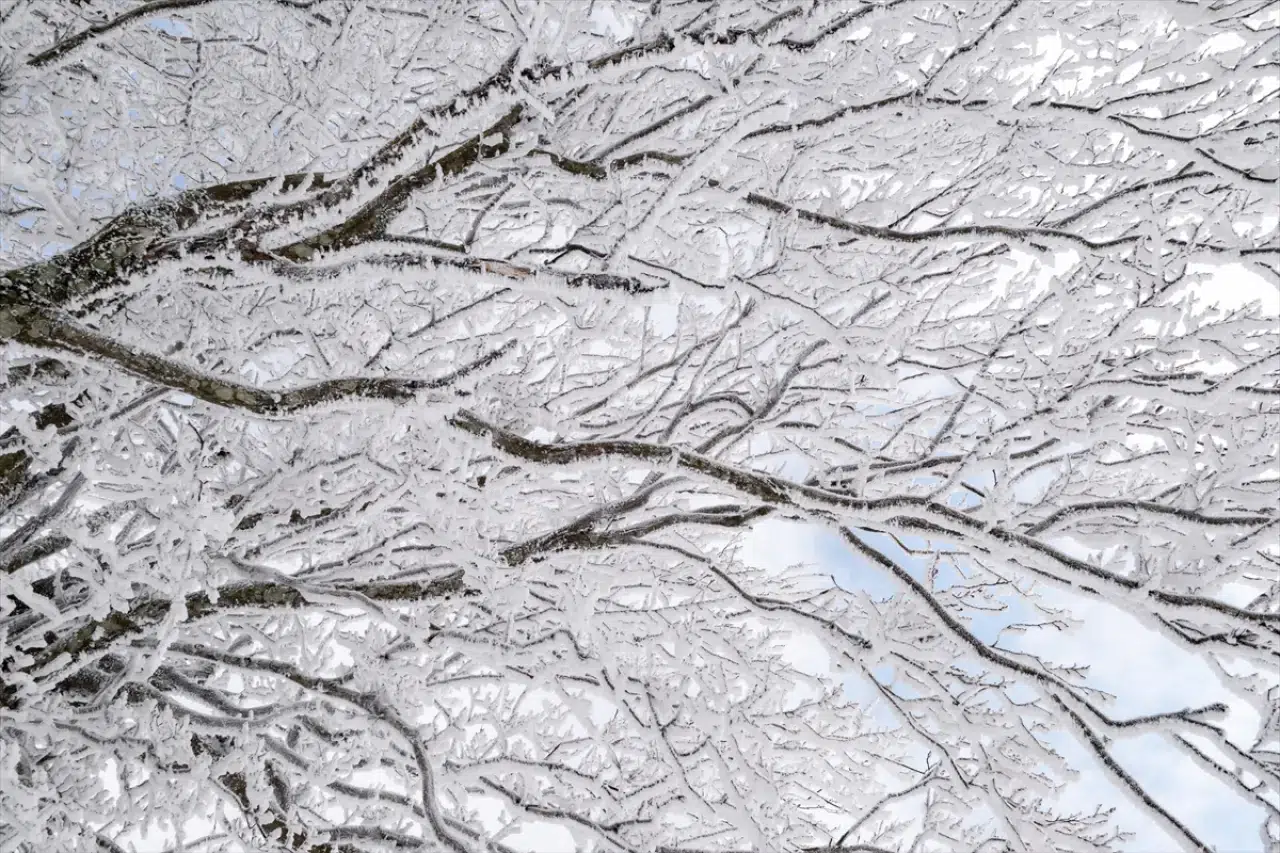 Istranca Ormanları'nda bir kış masalı: Beyaz örtü büyüledi 10
