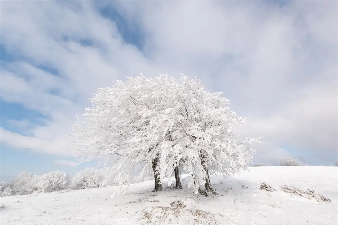 Istranca Ormanları'nda bir kış masalı: Beyaz örtü büyüledi 9