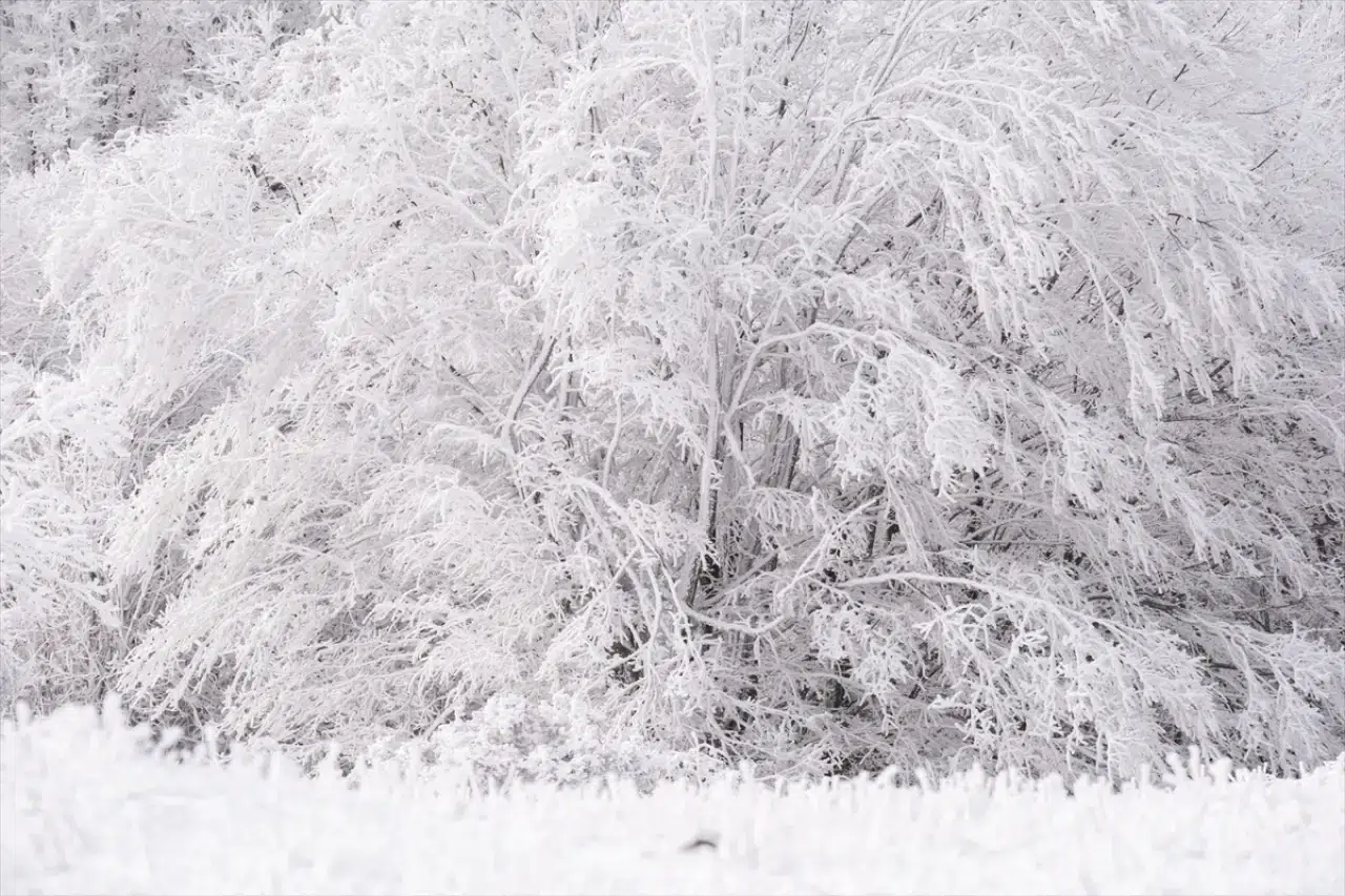 Istranca Ormanları'nda bir kış masalı: Beyaz örtü büyüledi 8