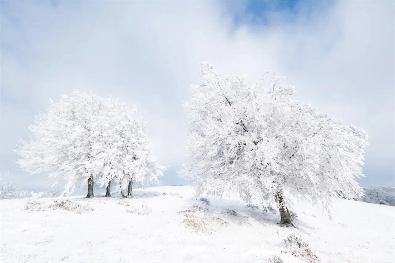 Istranca Ormanları'nda bir kış masalı: Beyaz örtü büyüledi 12