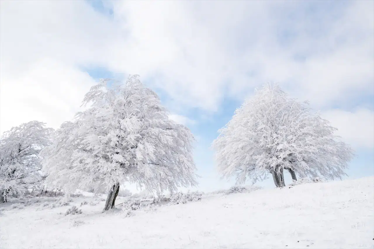 Istranca Ormanları'nda bir kış masalı: Beyaz örtü büyüledi 13