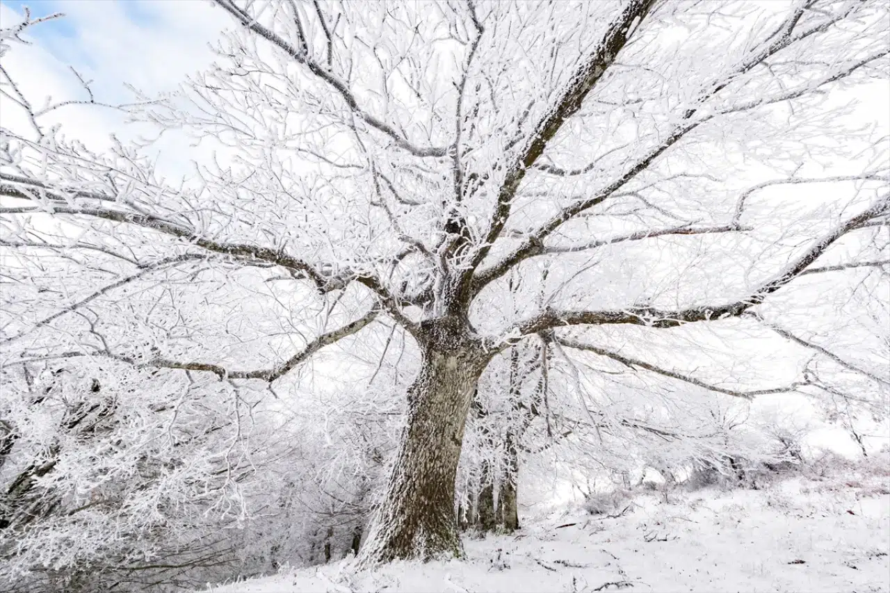 Istranca Ormanları'nda bir kış masalı: Beyaz örtü büyüledi 2