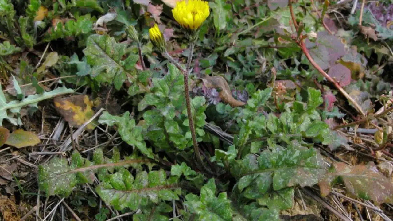 Bilim insanlarından beslenme rehberi: Sofraya mutlaka eklenmesi önerilen 7 gıda 8