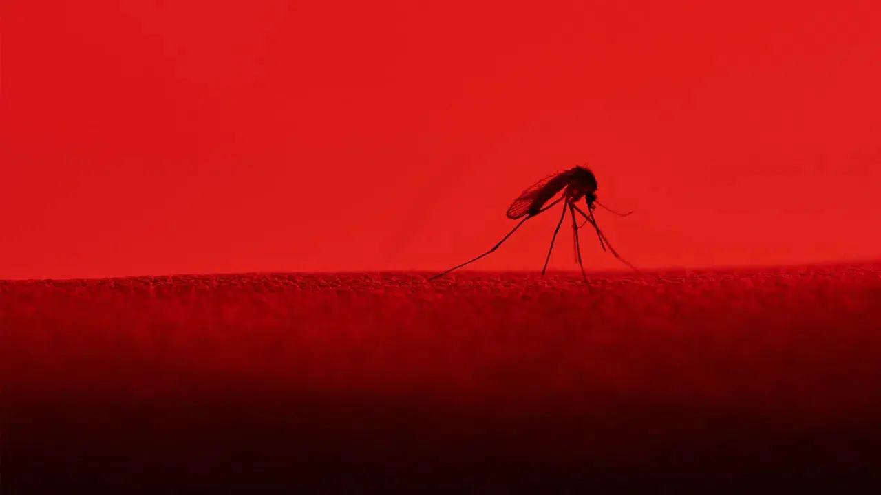 İzlanda’da tarihi olay: Ülkede ilk kez sivrisinek görüldü