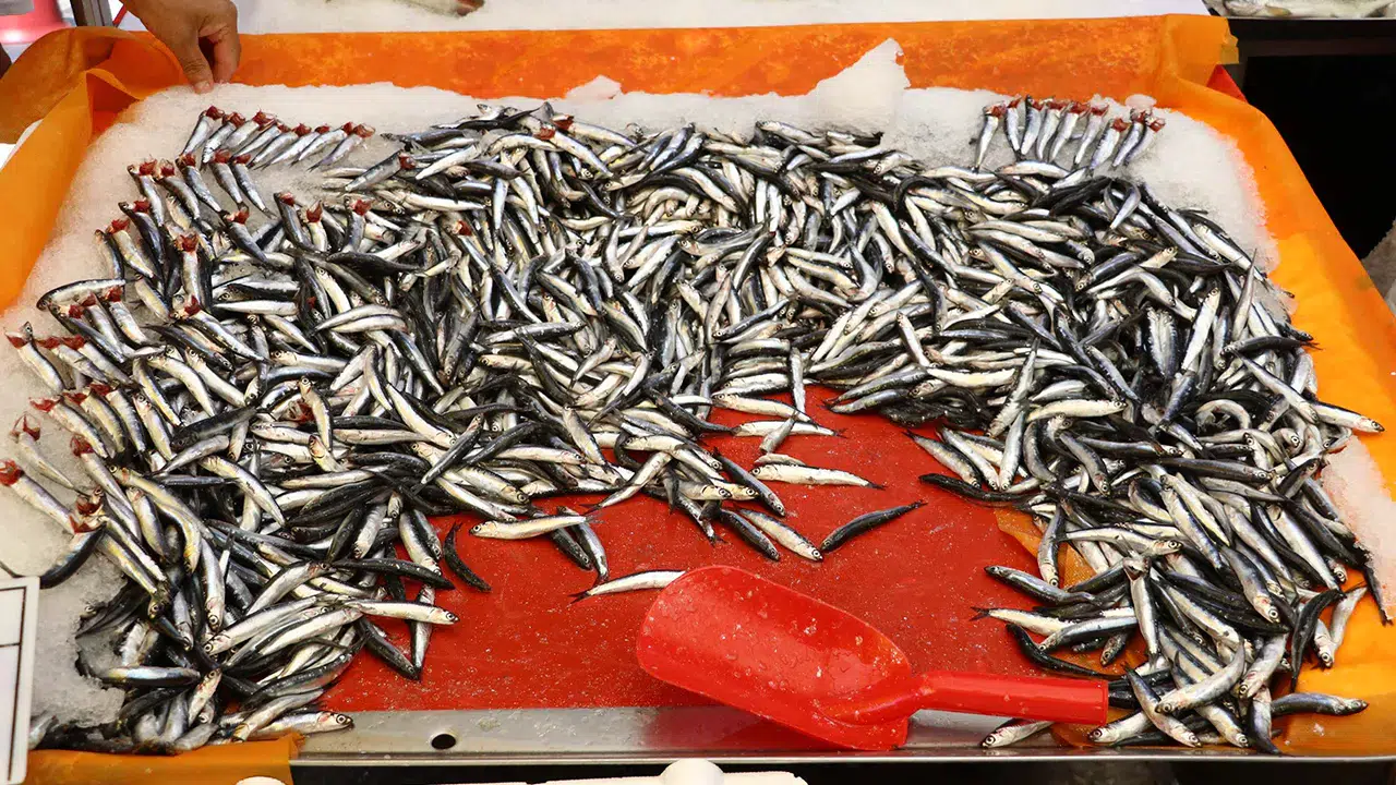 Balıkçı tezgahlarında hamsi bolluğu var: Kilosu 100 TL'ye kadar düştü