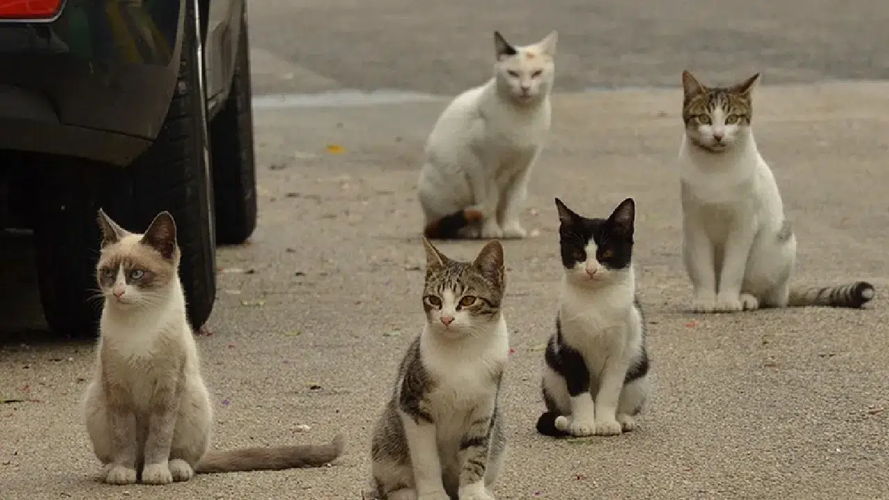 Sokak kedileri insan nüfusunu geçti: Kısırlaştırma yetersizliği tartışmaları ve zehirleme vakaları gündemde