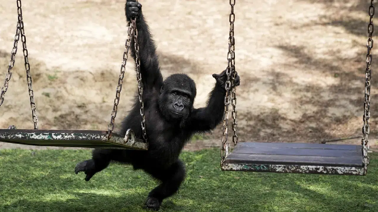 DNA testi gerçeği ortaya çıkardı: Yavru goril "Zeytin" Türkiye’de kalacak