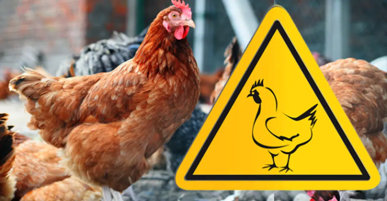 Avrupa’da kuş gribi alarmı: Almanya’da 500 bin kanatlı itlaf edildi