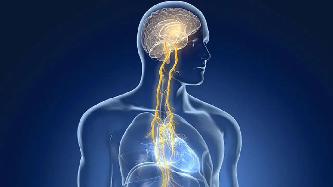 “Vagus siniri” furyası: Sosyal medyada milyonlar izliyor, uzmanlar temkinli yaklaşıyor