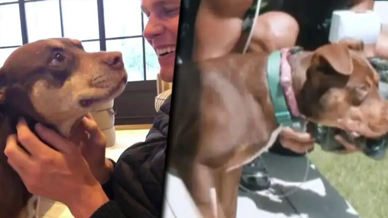 Amerikan futbolunun efsanelerinden Tom Brady'den tartışılacak hareket: Ölen köpeğini klonlatmış!
