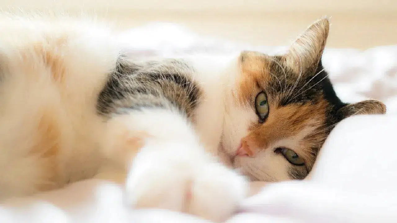 Kediler neden derin uyuyamaz? Evcil dostlarımızın uyku sırrı