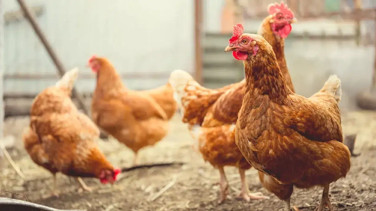 Dünya tavuk yiyor: Peki diğer kuşlar neden sofralara gelemiyor?