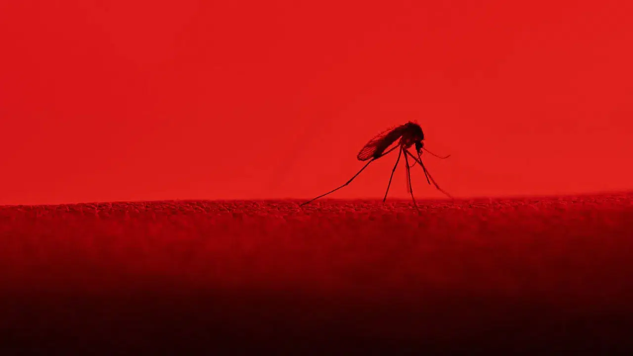 Genetiği değiştirilmiş sivrisinekler sıtma mücadelesinde yeni umut olabilir