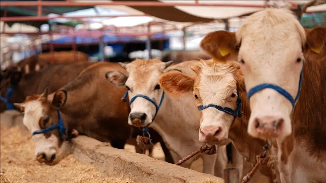 Bolu’da 18 köy ve 4 mahalle şap karantinasına alındı!
