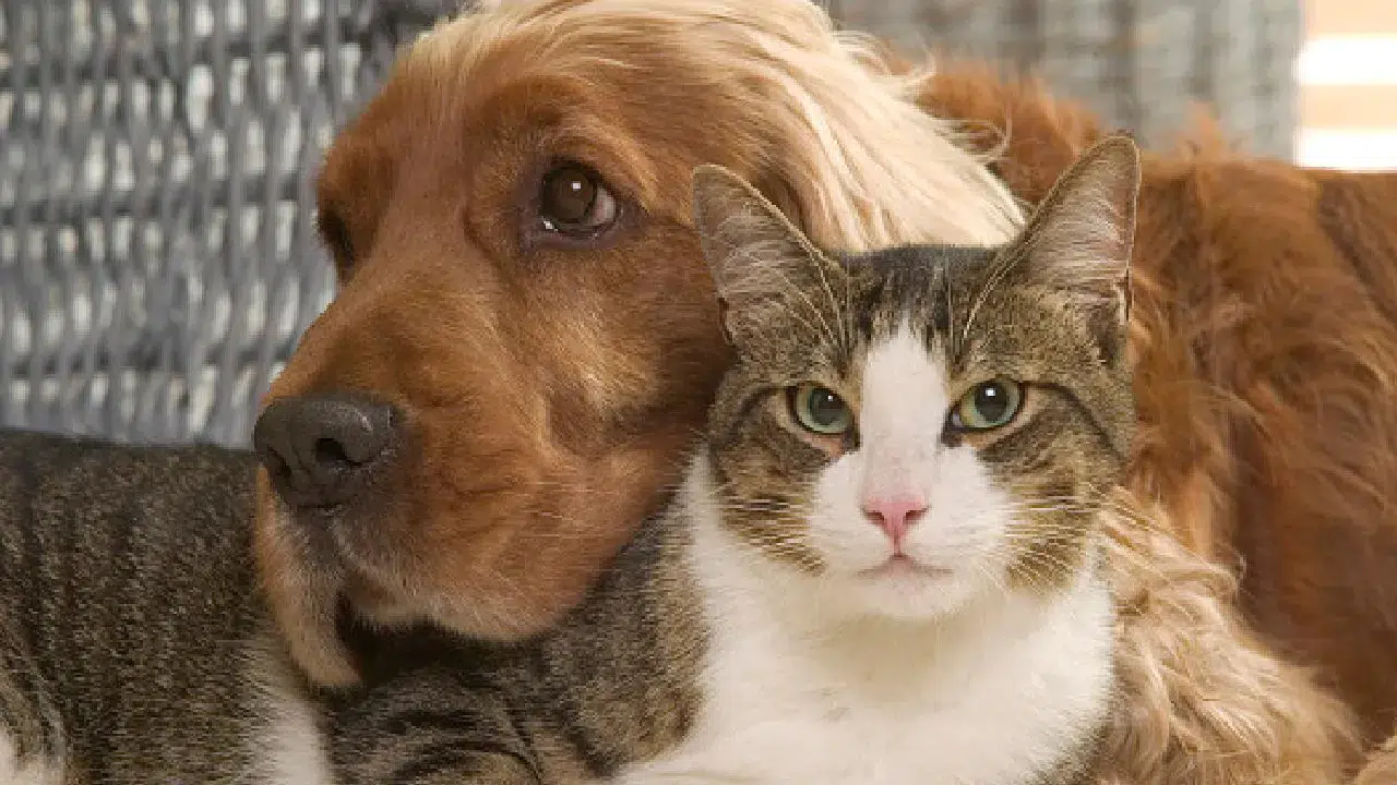 Kedi mi köpek mi? Zeka savaşında kazanan tür açıklandı