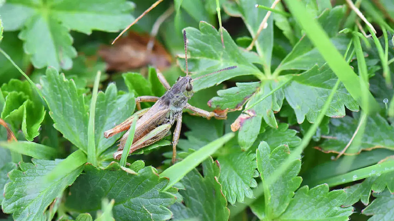 Türkiye’de çekirge çeşitliliği artıyor: Yeni cins “Salmanihippus” keşfedildi